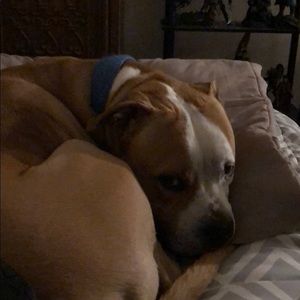 Meet your Posher, Frank